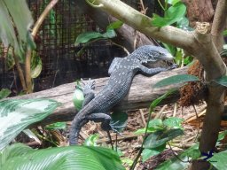 Tiergarten Schönbrunn am 20.10.2025